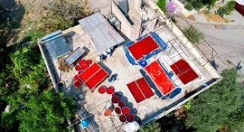 Adana’da Salça Sezonu Başladı: Çatılar Kırmızıya Boyandı